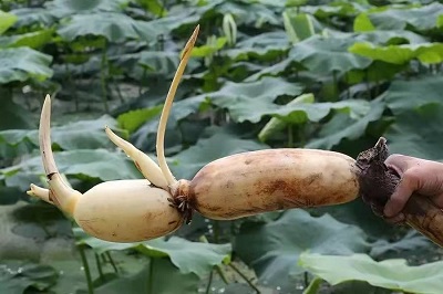 華逸府聯手湖北洪湖藕、江永芋頭，為您帶來健康原生態(tài)食材